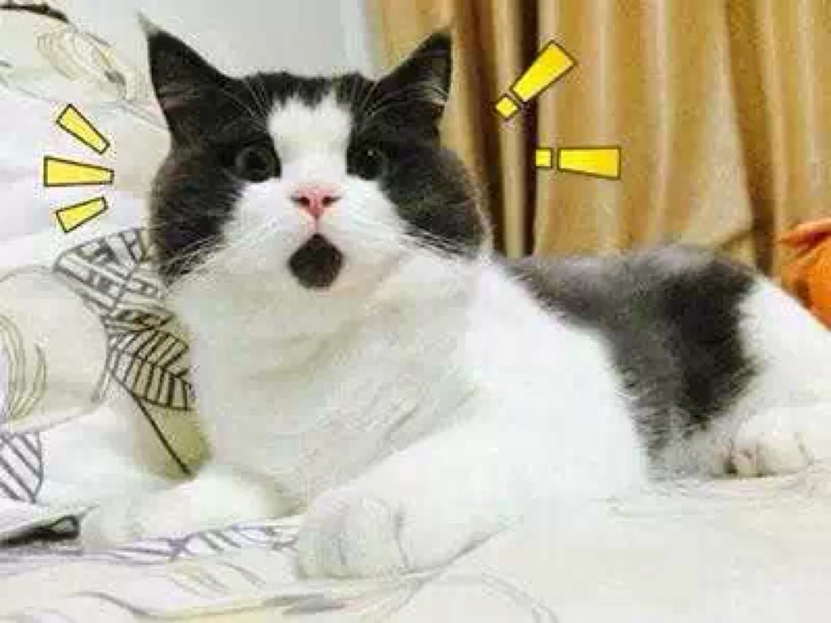 cat.jpg